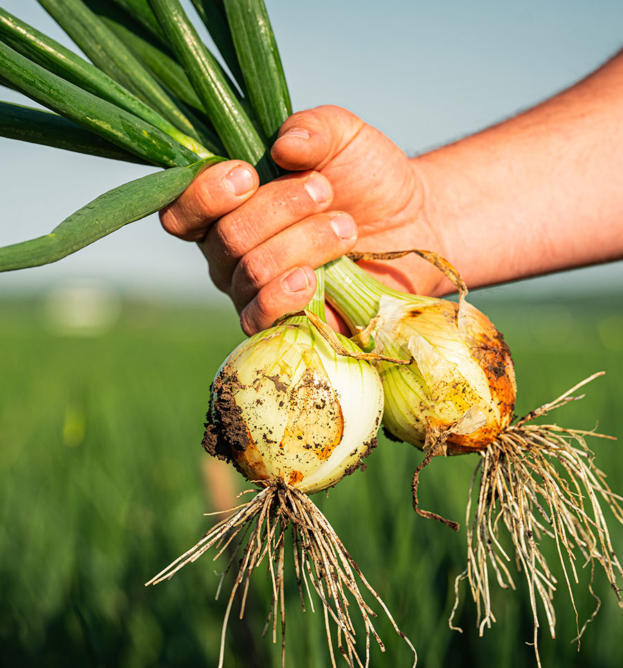 Sklizeň cibule v ruce
